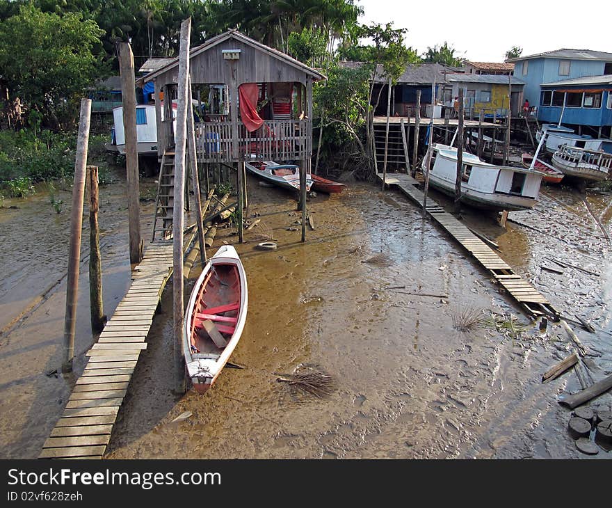 Amazonian scene