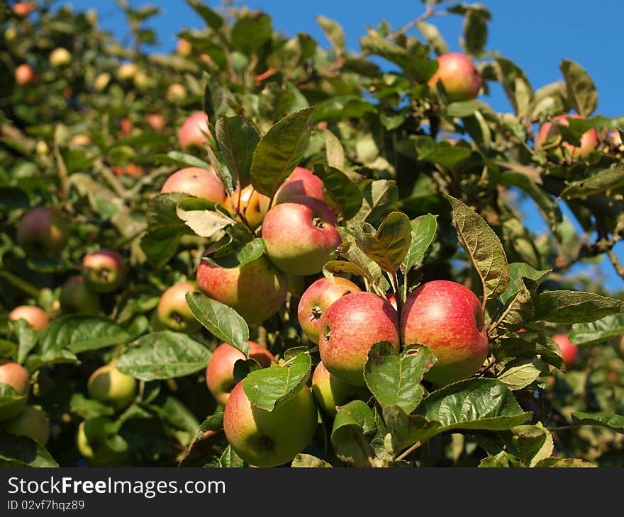 Ripe Apples