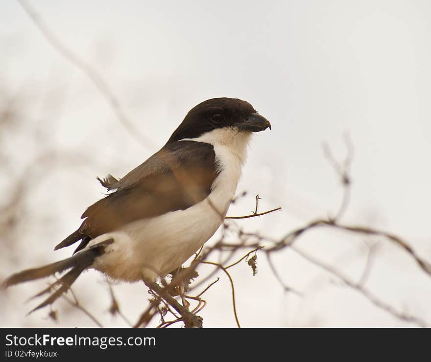 A Long-tailed Fiscal perches on a wind-stroken bush at the dry savannah plains of Tsavo national park in Kenya. A Long-tailed Fiscal perches on a wind-stroken bush at the dry savannah plains of Tsavo national park in Kenya.