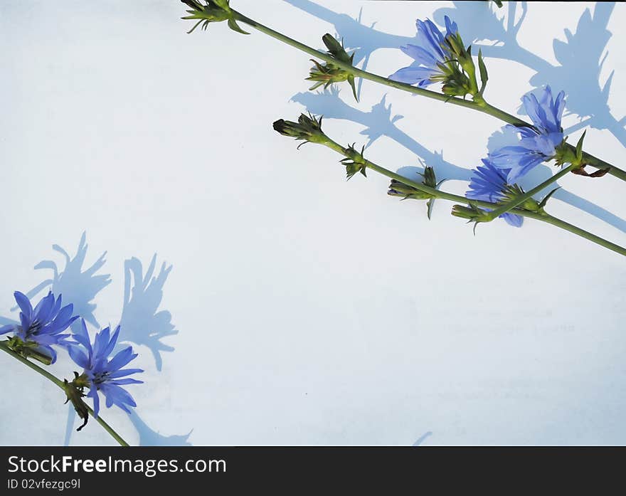 Three branches with chicory flowers are lying on white background. Three branches with chicory flowers are lying on white background.