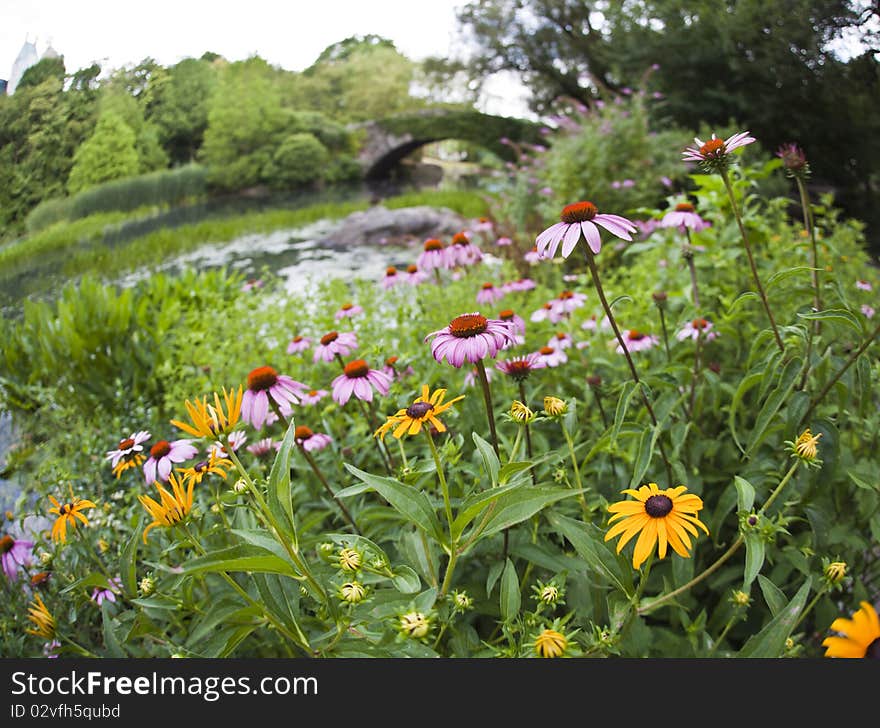 Summer in Central Park by the pond with flowers. Summer in Central Park by the pond with flowers