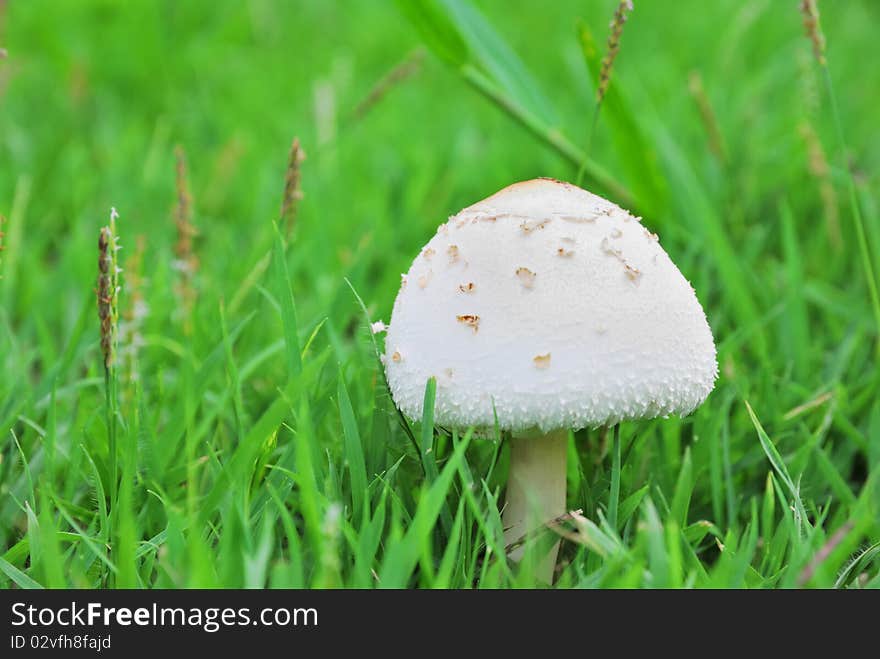 White mushroom in green field