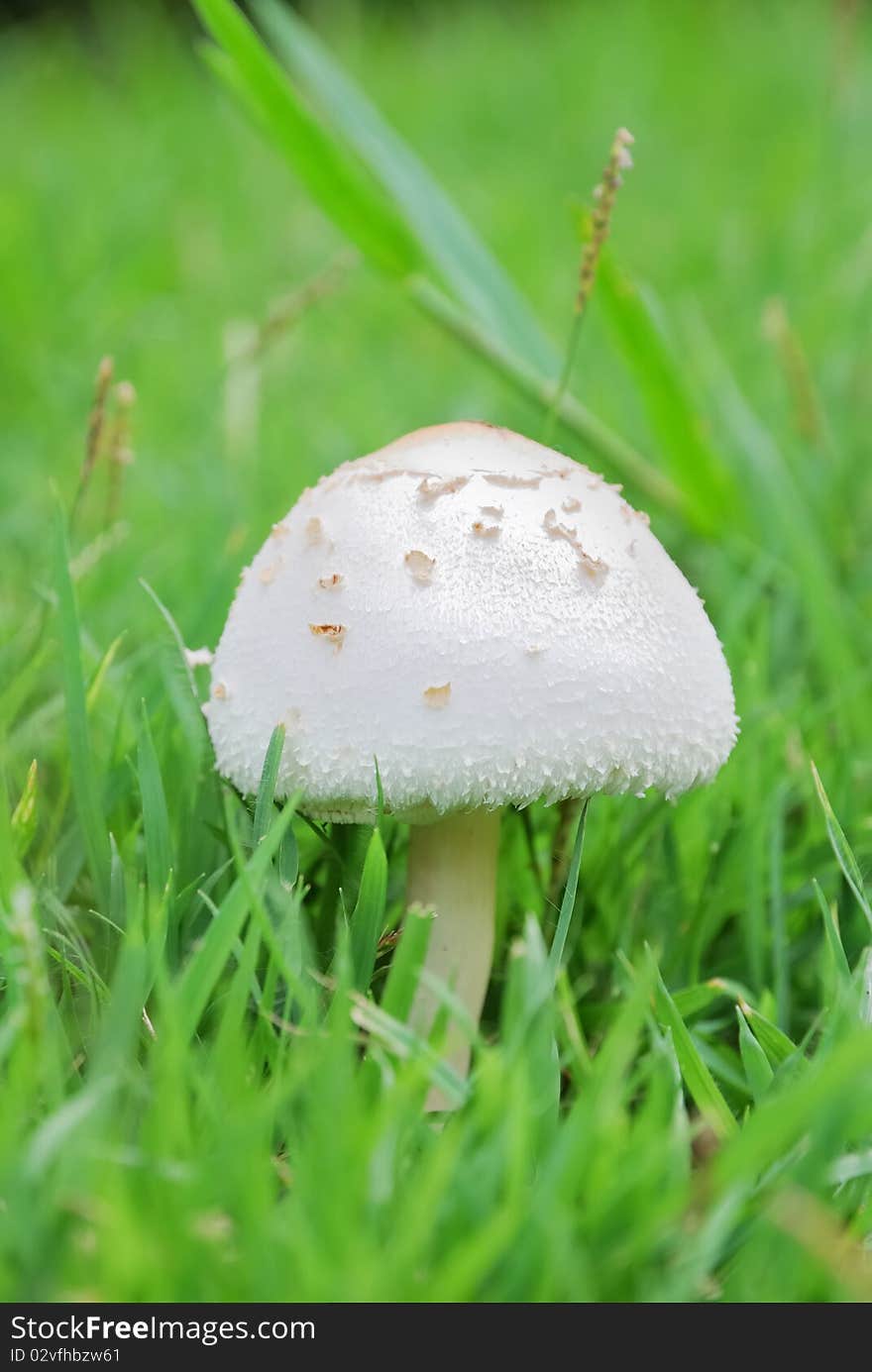 White mushroom in green field