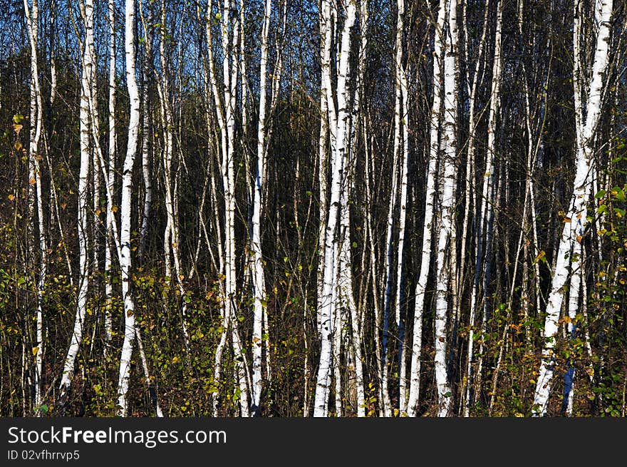 Belorussian autumn time swamp little trunk birch background. Belorussian autumn time swamp little trunk birch background