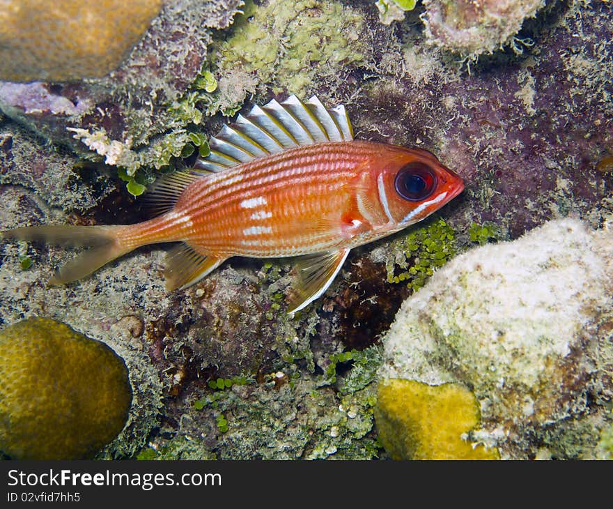 Longspine Squirrelfish (Holocentrus rufus) in cave on coral reef