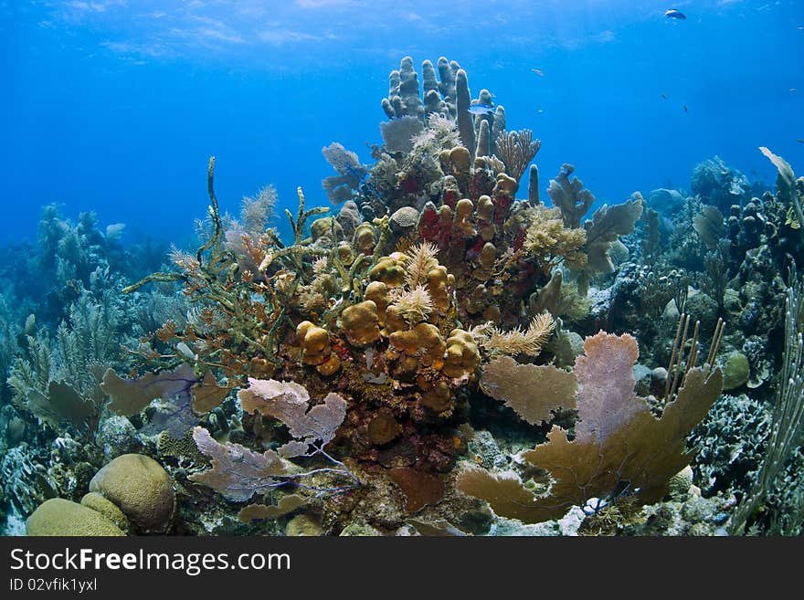 Underwater coral reef off the coast of Roatan Honduras. Underwater coral reef off the coast of Roatan Honduras