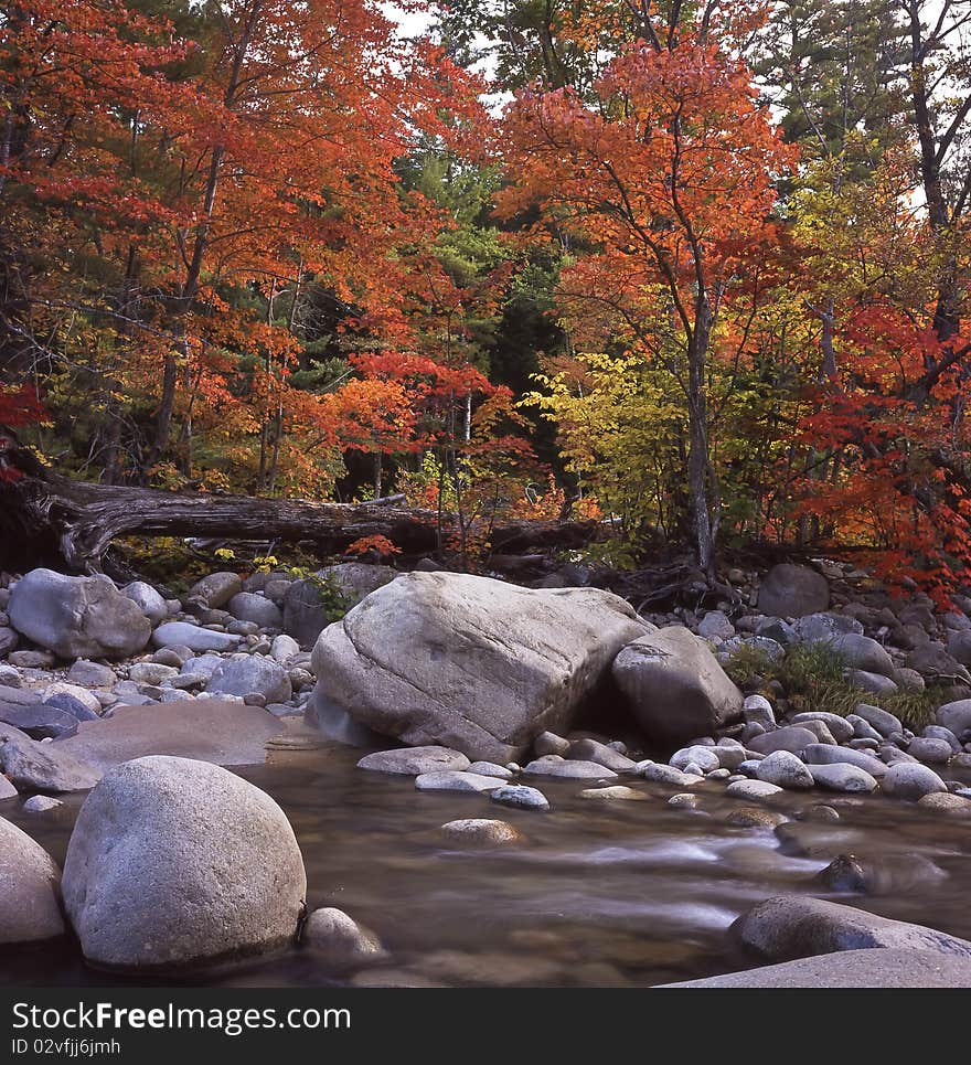 Fall foliage in the forest in late autumn by the swift river. Fall foliage in the forest in late autumn by the swift river