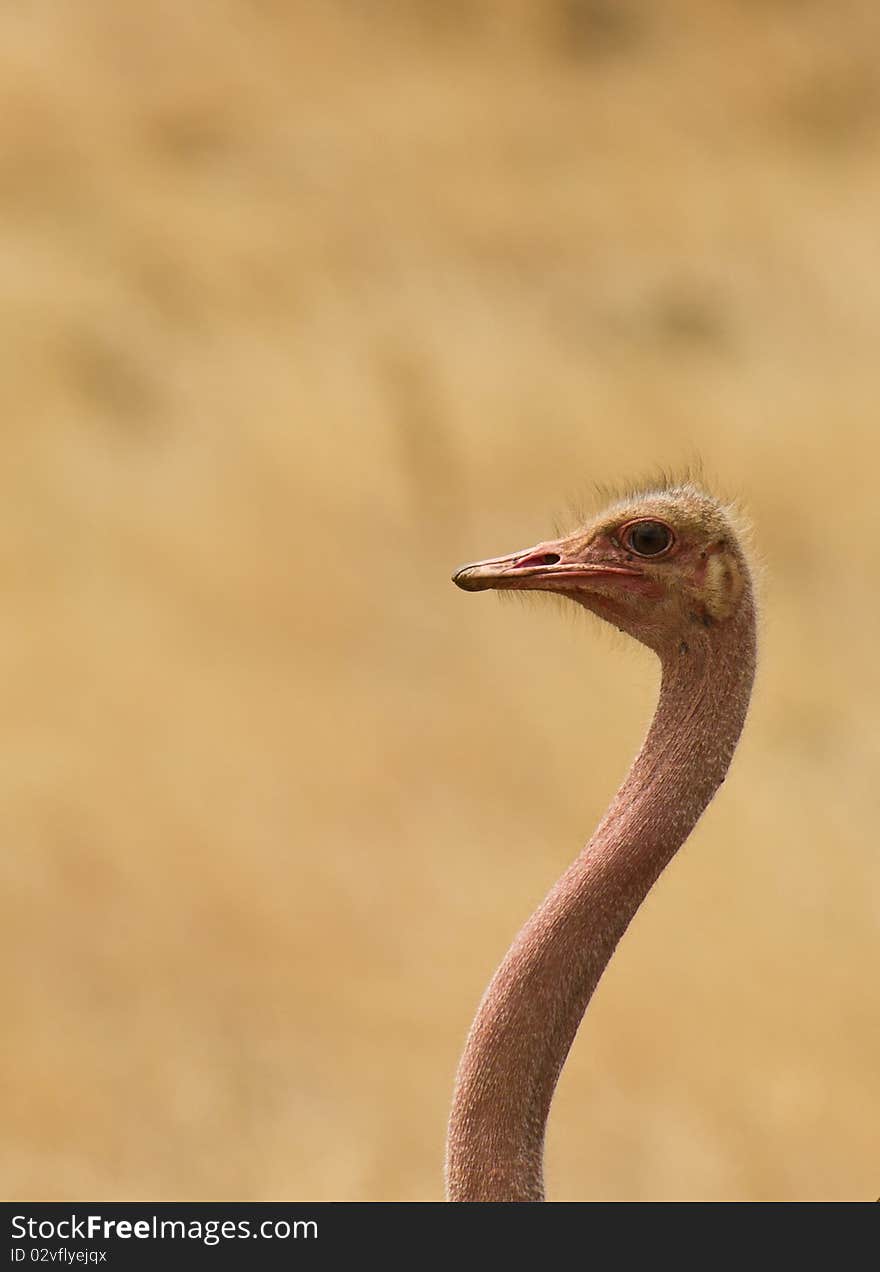 Portrait of a male Ostrich