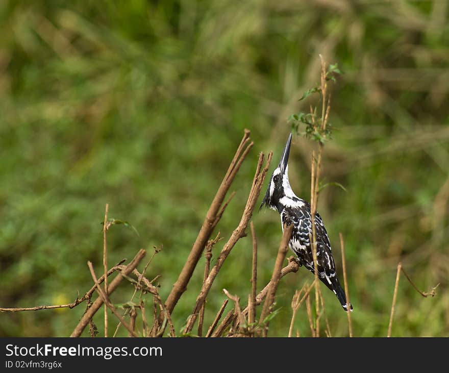 A Pied Kingfisher Controlling The Danger From Abov