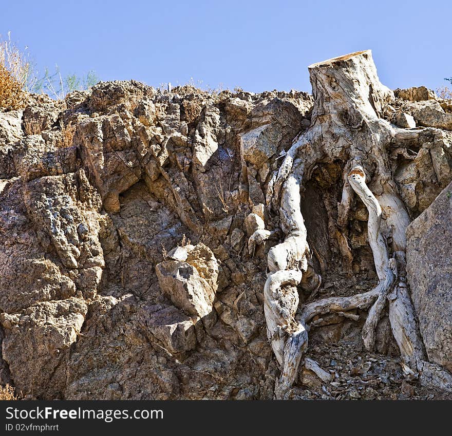 A tree stump with roots exposed in the desert