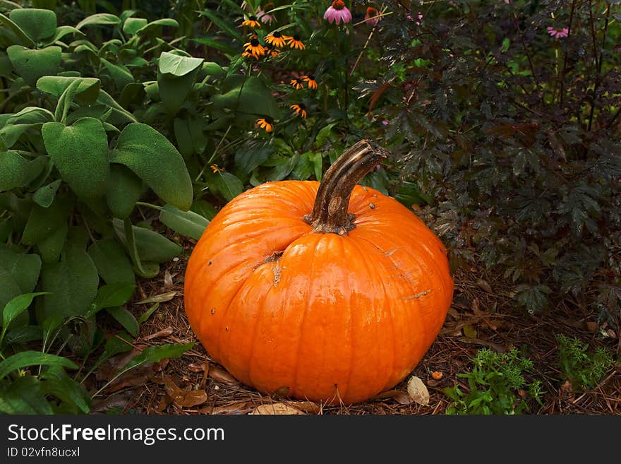 Pumpkin in a flower bed after a refreshing fall shower.