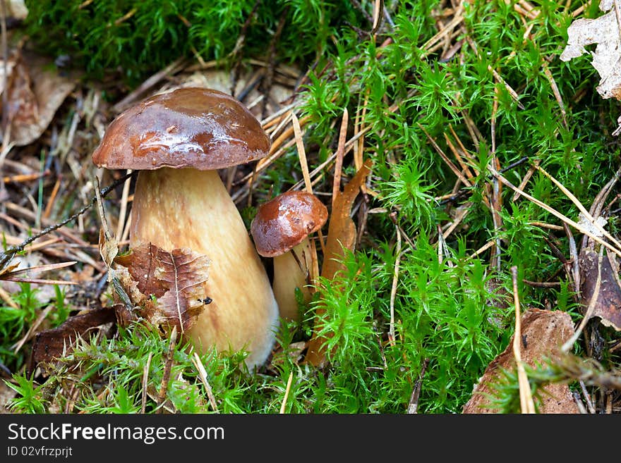 Brown cap mushroom on moss close up. Brown cap mushroom on moss close up