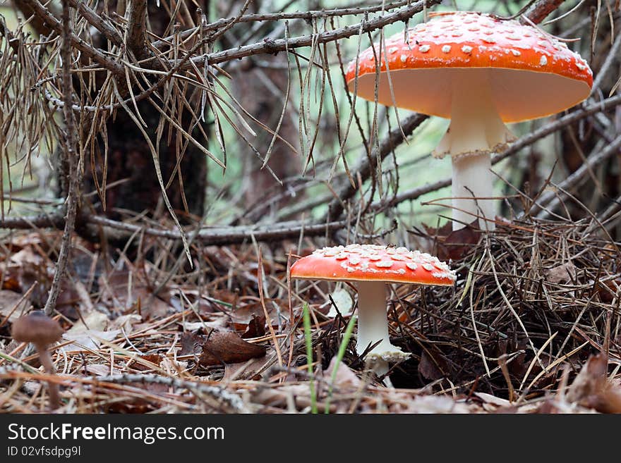 The beautiful Fly Agaric (Amanita muscaria) toadstool. The beautiful Fly Agaric (Amanita muscaria) toadstool.