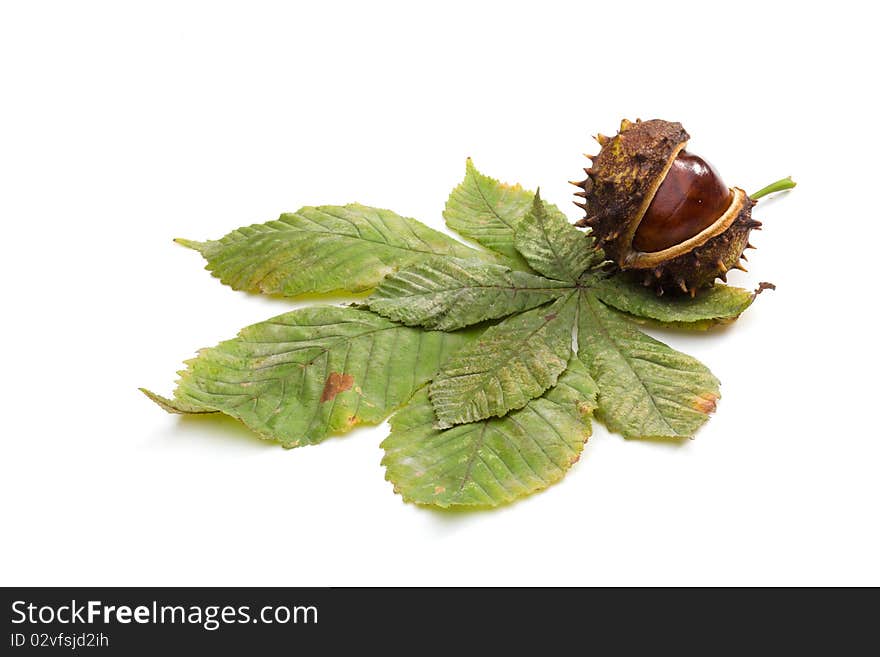 Closeup of chestnut isolated on white background. Closeup of chestnut isolated on white background