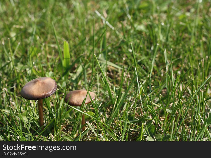 A wild mushroom growing among grass. A wild mushroom growing among grass.