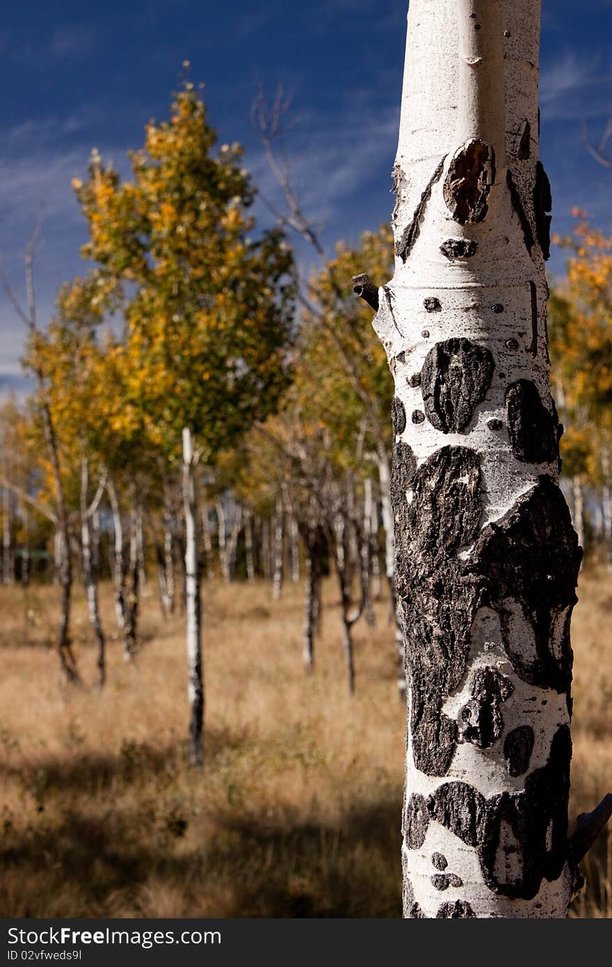 Aspens in the Colorado Rockies. Fall colors.