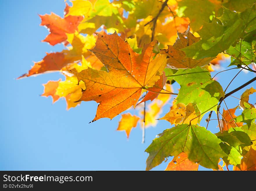 Autumn leaves and sun, very shallow focus. Autumn leaves and sun, very shallow focus.