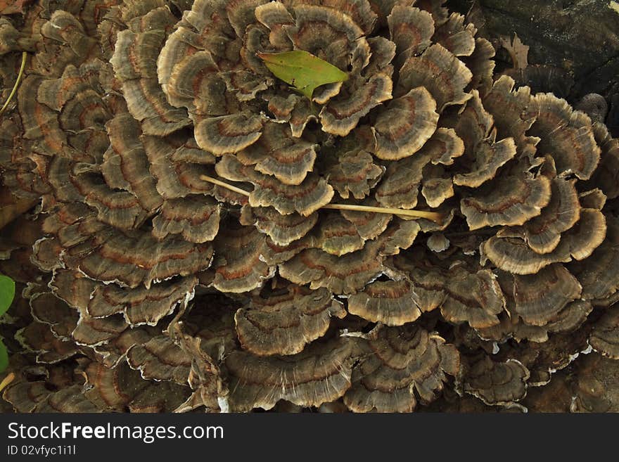 Turkey feather fungus in the Holy Hill Segment of the Ice Age Trail in Wisconsin. Turkey feather fungus in the Holy Hill Segment of the Ice Age Trail in Wisconsin