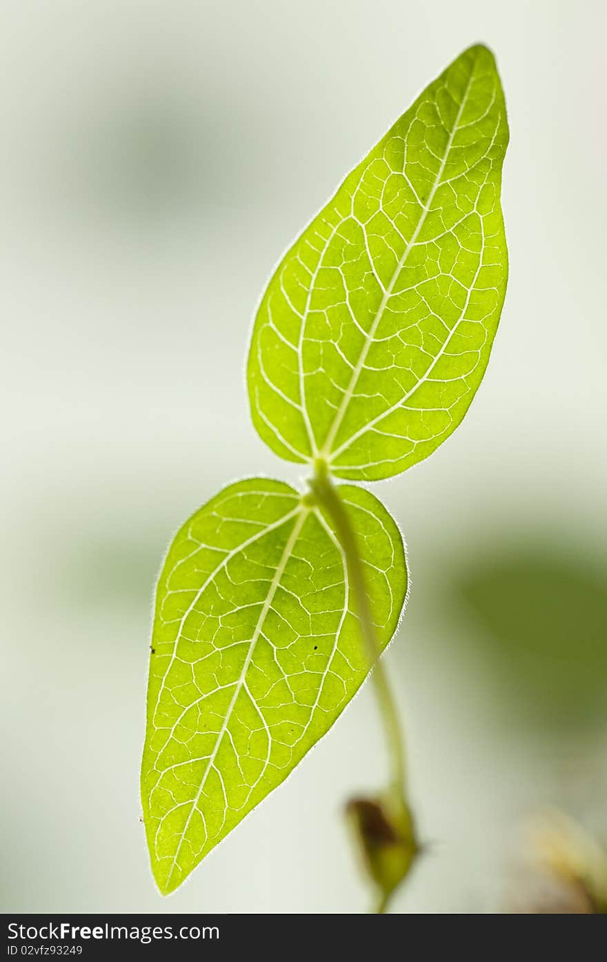 The green leaves of a sprout. The green leaves of a sprout