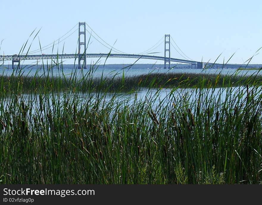 Mackinac Bridge with Cat tails.