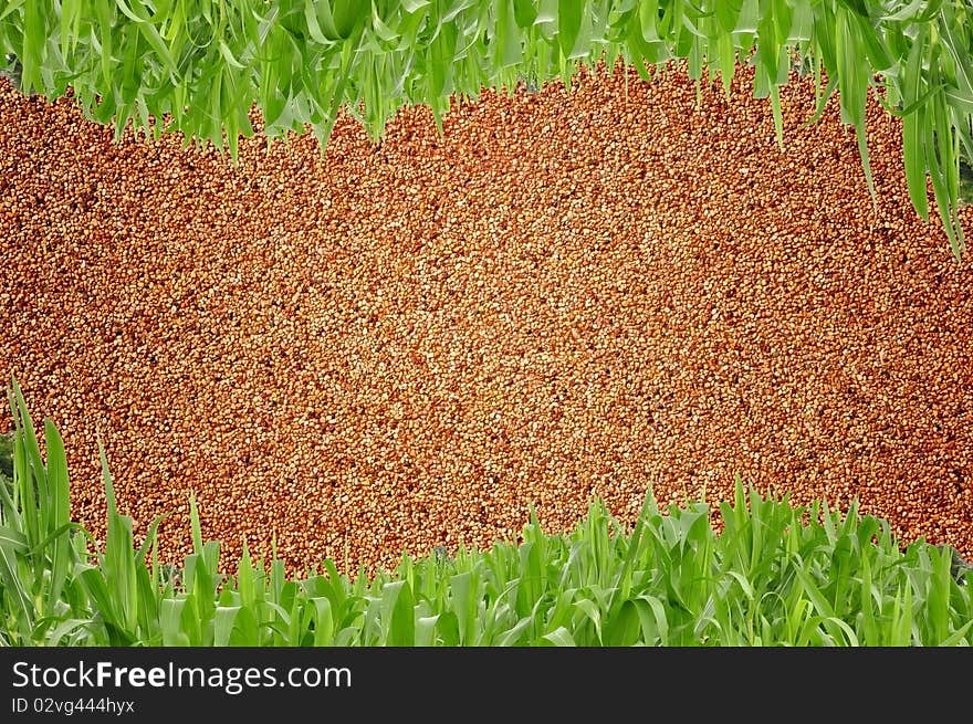 Curve Grass Background