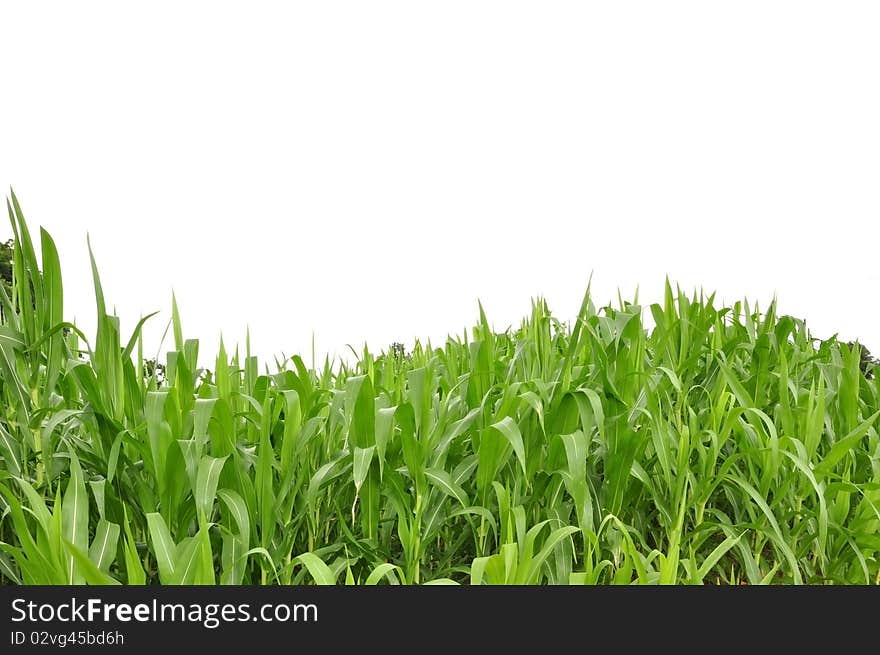 Curve green grass as white isolate background. Curve green grass as white isolate background