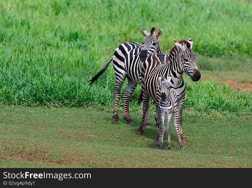 A Zebra Family together in a grass field