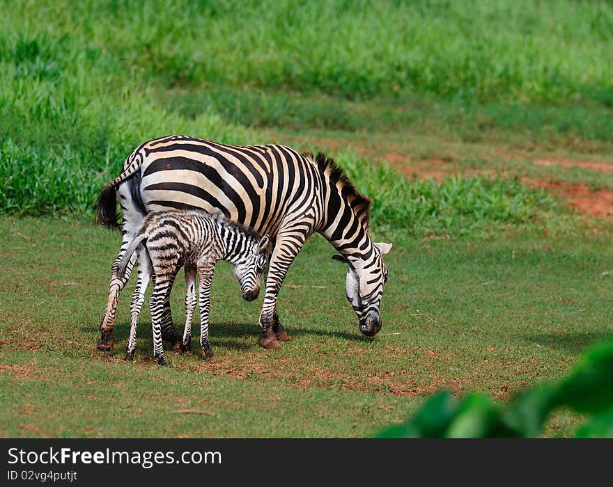 A Zebra Family together in a grass field