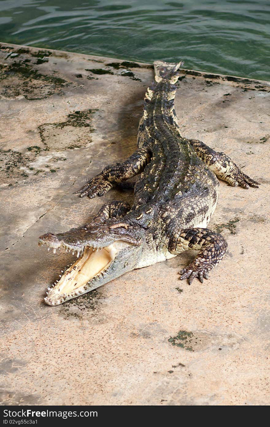 Show crocodiles in the zoo. , An animal that is dangerous. And non-cultivable