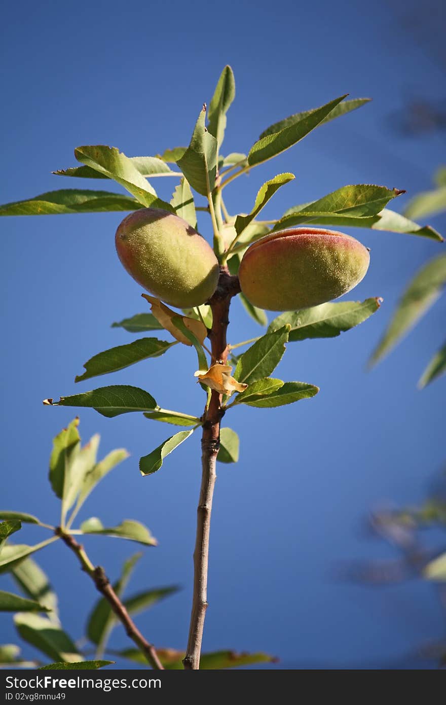 Almond on the tree, with blue sky in back