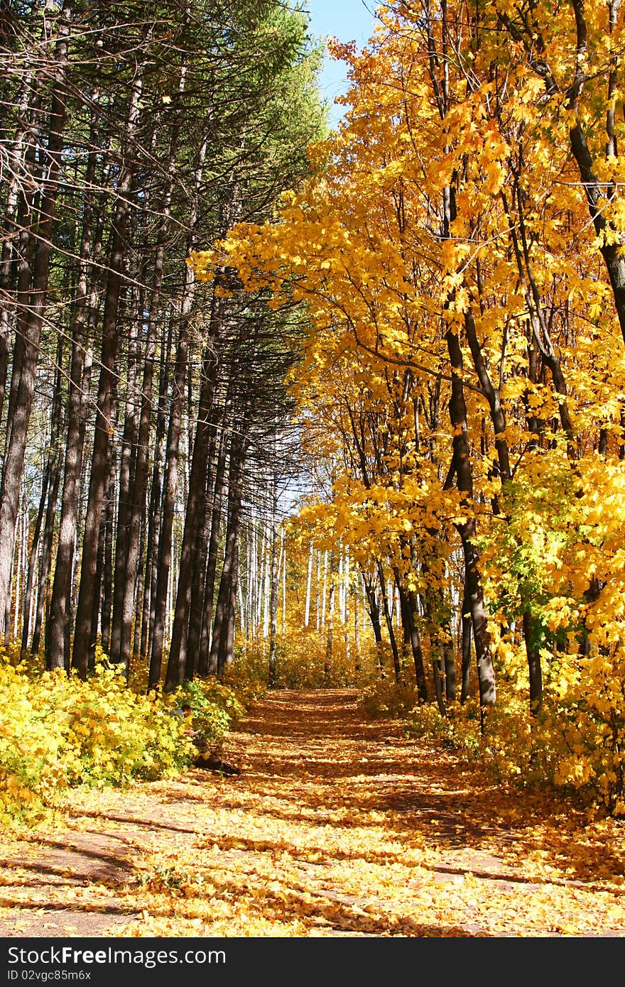 Autumn Avenue