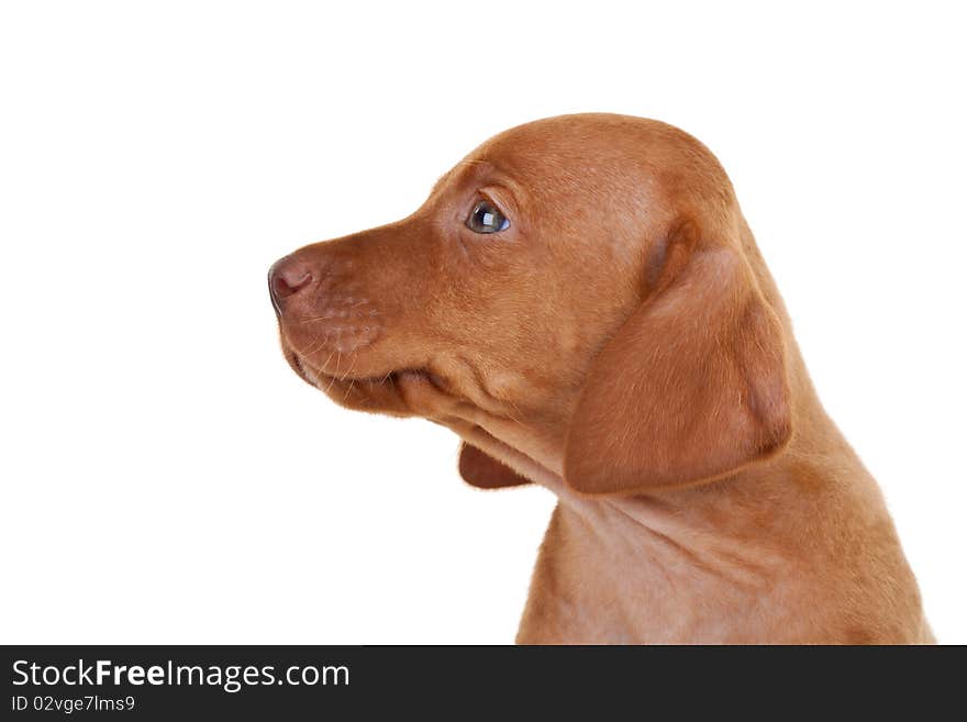 Side of the head of a baby vizsla dog over white