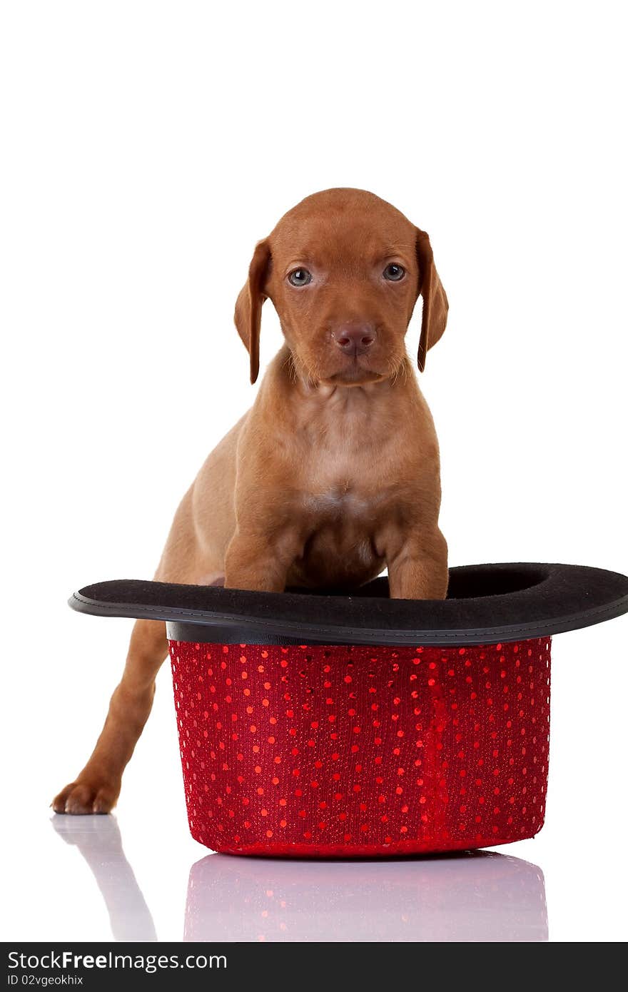 Baby vizsla standing in a red hat over white background. Baby vizsla standing in a red hat over white background