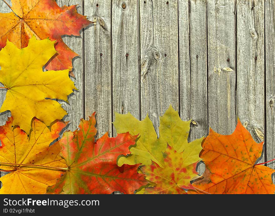 Autumn leaf on old board