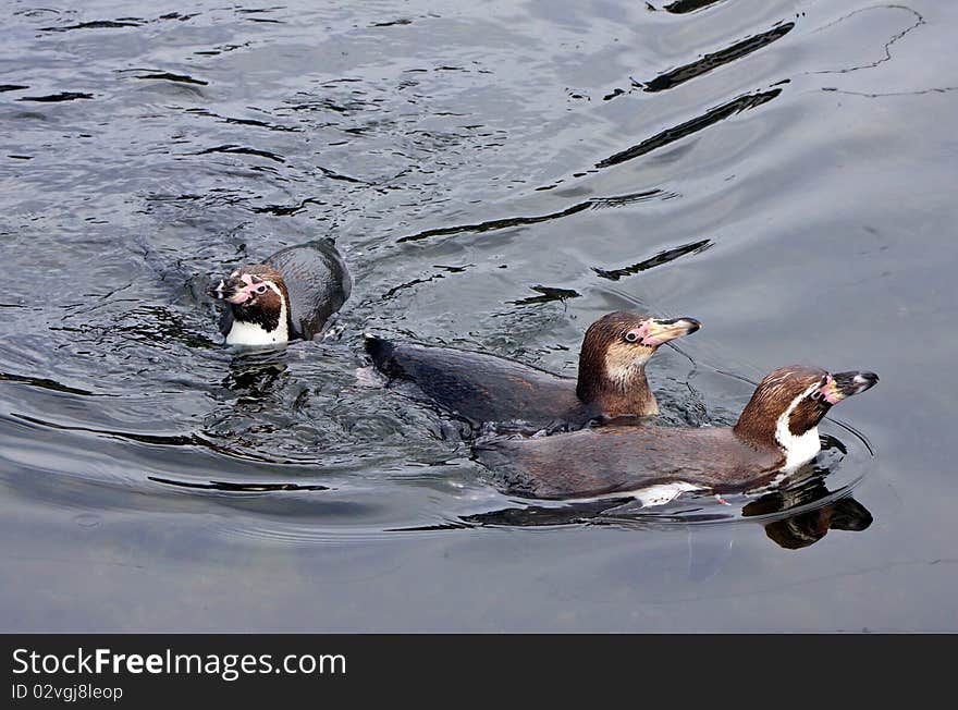 Group of Penguins swim in a lake