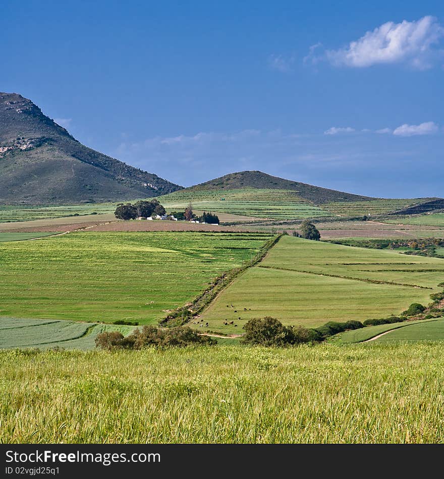 Mountainous green wheat field