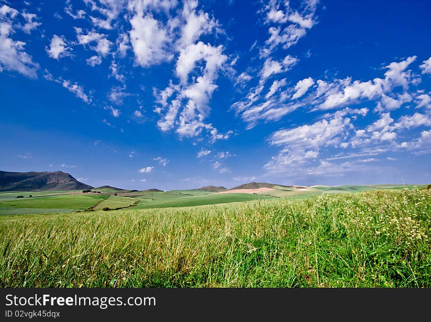 A mountainous green wheat field