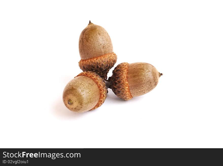 Acorns