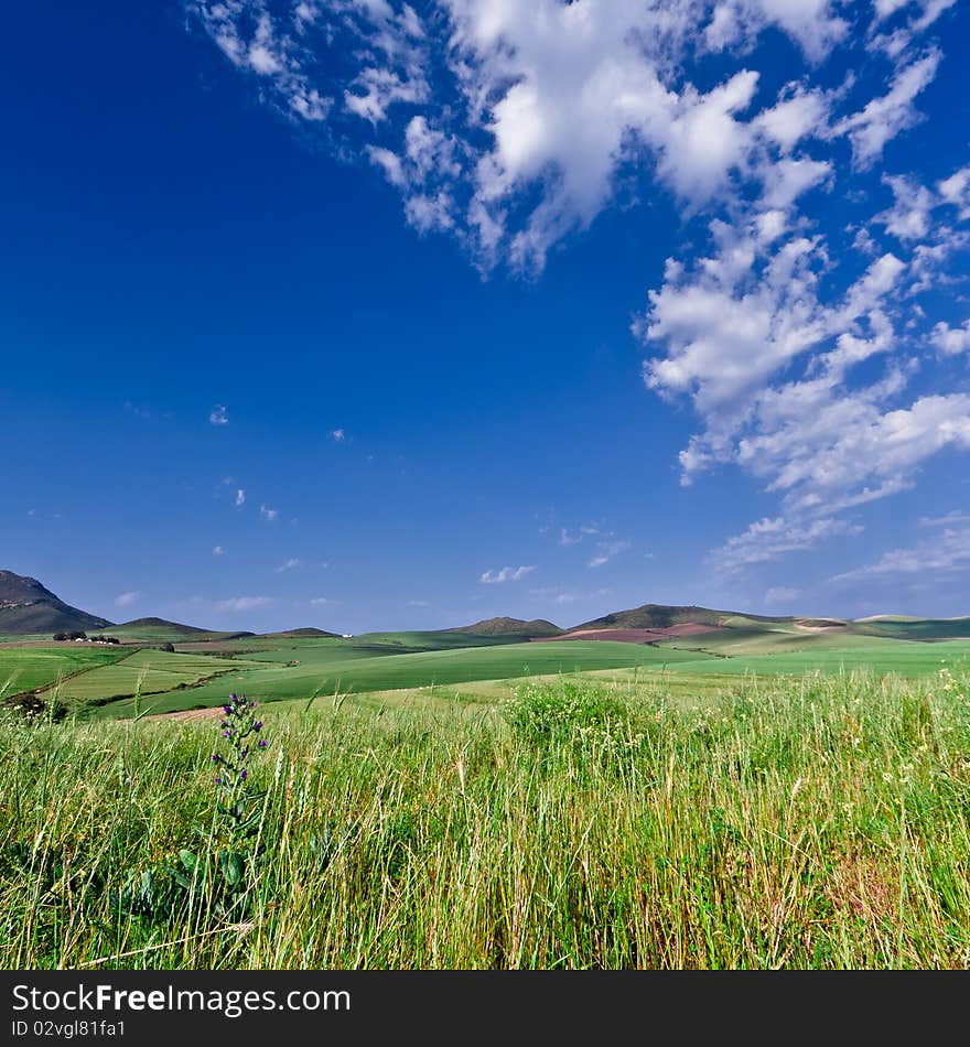 A mountainous green wheat field