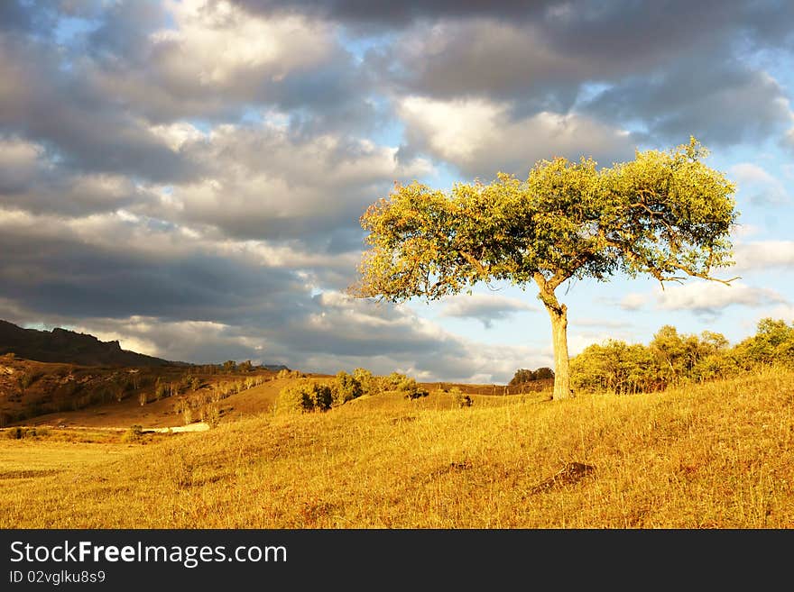 Trees on the prairie