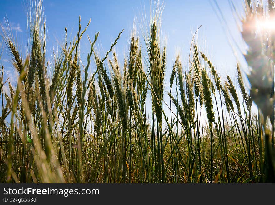 Backlit wheat field with beautiful blue sky