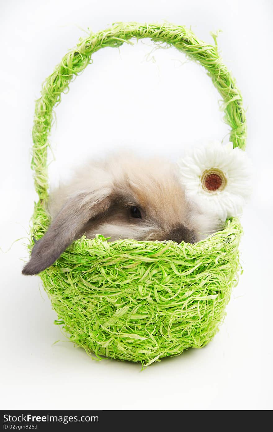 Little rabbit in a green basket with a flower