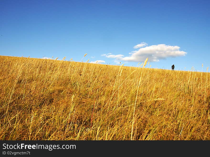 Golden grass in the blue sky background. Golden grass in the blue sky background