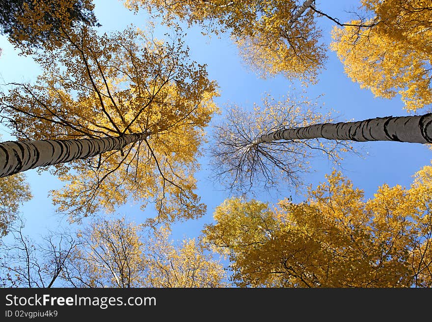 Trees and sky