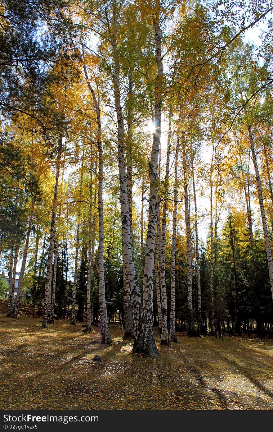 Autumn morning in a birchwood