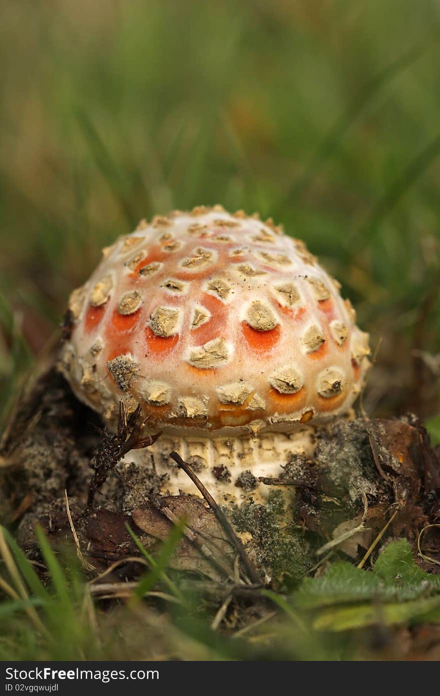 Toadstool or fly agaric mushroom in the grass