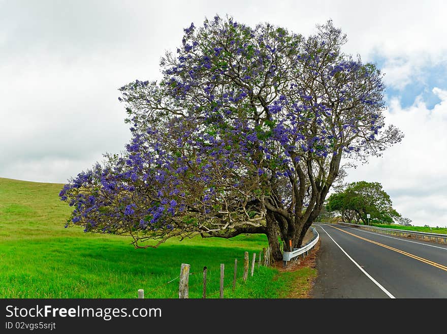 Jacaranda tree