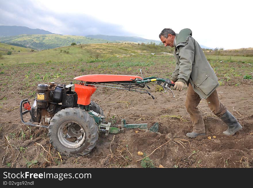 Harvesting potatoes on the farm. Harvesting potatoes on the farm