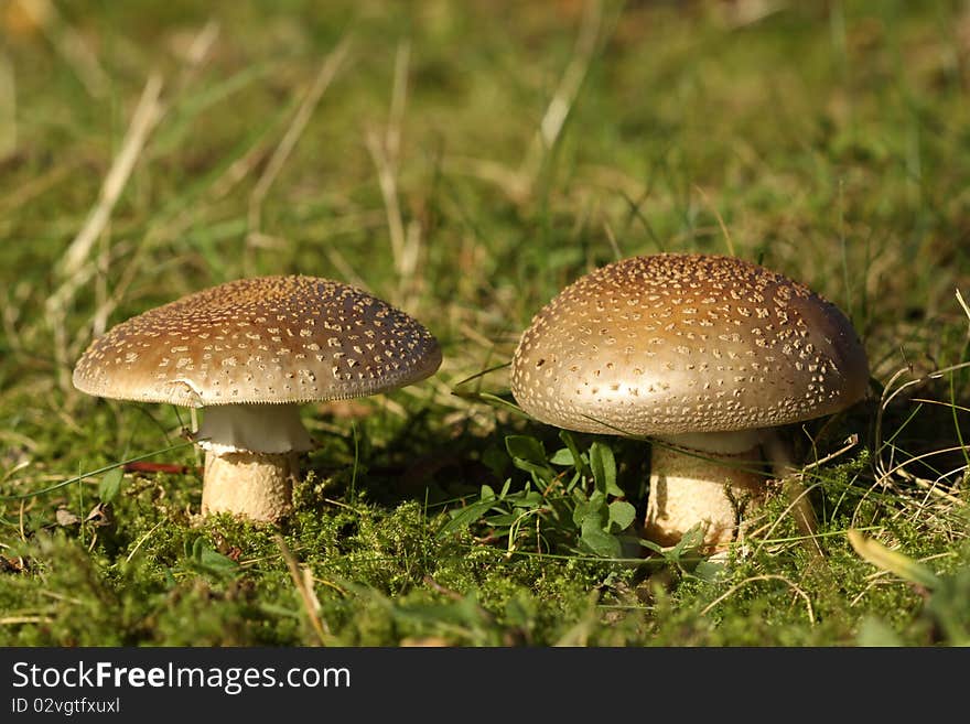 Two mushrooms in the grass