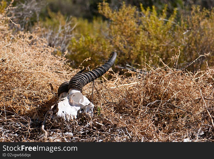 A springbok skull with horns attached lying in the field. A springbok skull with horns attached lying in the field.